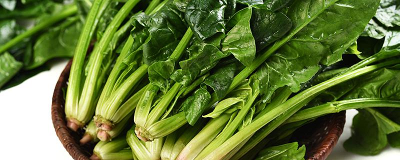 女人梦见摘青菜是怎么回事?女人... 女人梦见摘青菜预兆着什么